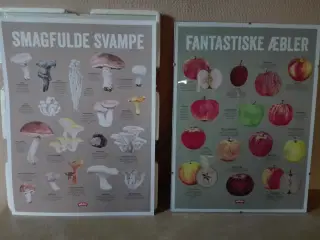 Køkkenplakater med æbler og svampe