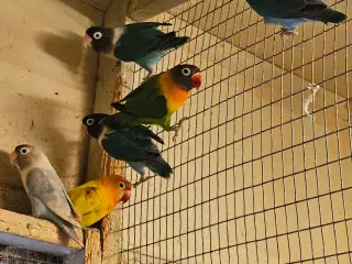 Sorthovedet Dværgpapegøjer