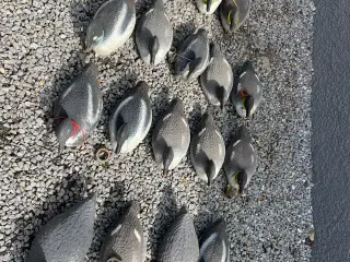 Lokkeænder 19 stk
