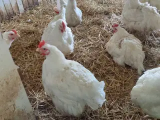 Høns/slagte høns