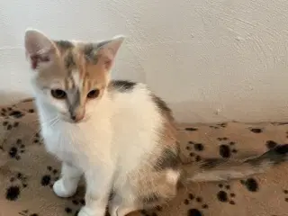 Kattekillinger
