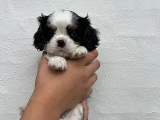 Cavalier King Charles Spaniel DKK