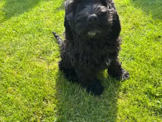 amerikanske cocker spaniel blandings hvalpe