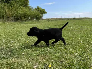 Labrador hvalpe 