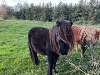 Sort pony hoppe 