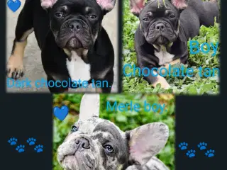 Fransk bulldog hvalpe.