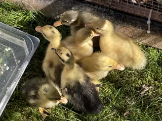 Løbeande ællinger sælges