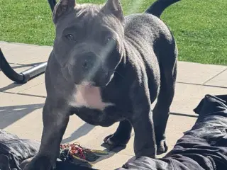 American Bully Blu Pige 