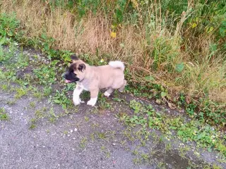Dreng hundehvalp Akita American 