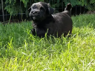 Bichon Havanais hvalpe.