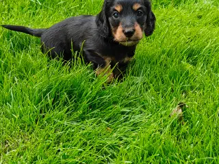 Langhåret dværg gravhund 