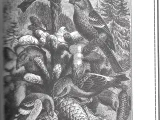 Birds: A Picture Sourcebook, dyr, fugle