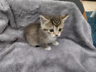 3 Hun Killinger Til Salg.