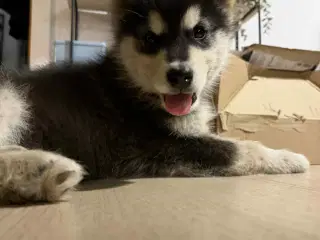 Alaskan Malamute hvalp – 7 måneder – den perfekte 