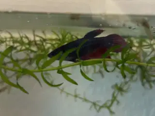 Kampfisk hunner