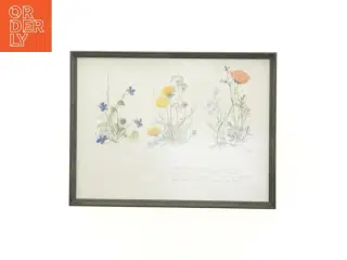 Indrammet botanisk plakat (str. 40 x 30,5 cm)