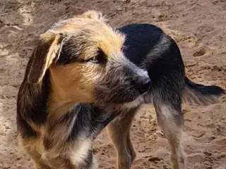 Charmerende Bruno søger familie 🥰