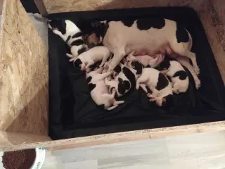 Hvalpe, Dansk Svensk gårhund