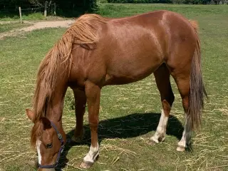 3års Hoppe