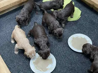 FT Cockerspaniel hvalpe.