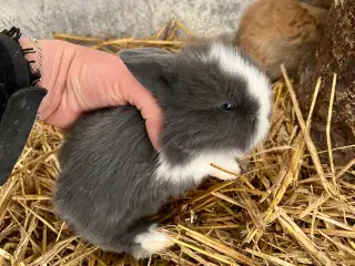 Kaninunger 