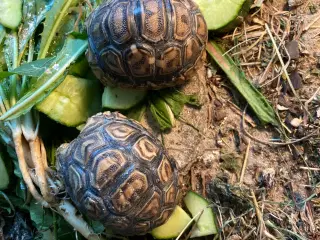 2 stk Leopardskildpadde unger