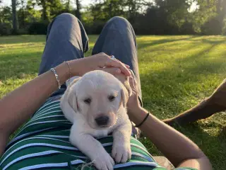 Gule labrador hundehvalpe 30/8