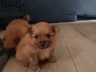 Pomeranian 