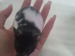 Hamster unger sælges 