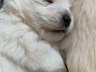 West Highland White Terrier