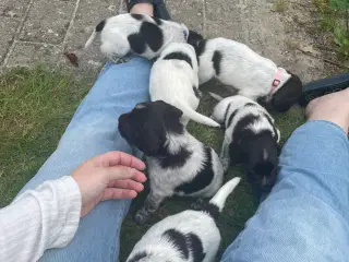 Kleiner Münsterländer hvalpe