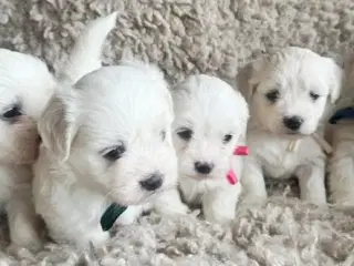 Havaapso Hvalpe - Klar 2. Juli