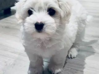 Coton de Tulear hvalpe med DKK stamtavle 