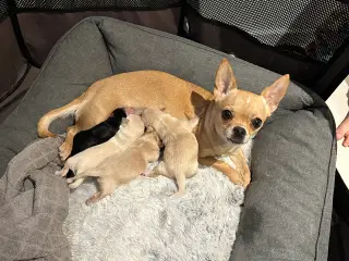Chihuahua hvalpe 