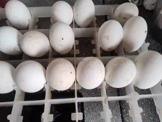 gåse æg sælges