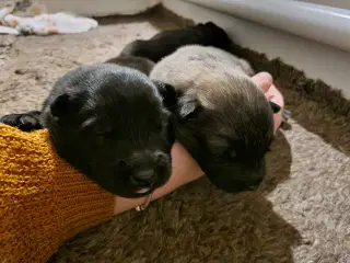 Eurasier hvalpe sælges