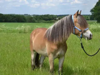 Nordsvensk 2,5 års hoppe 