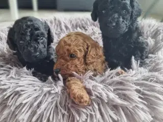 Toy puddel hvalpe