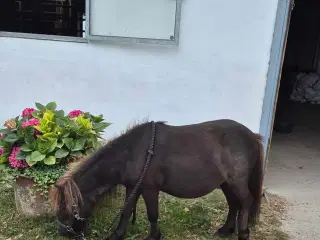 Mini shetlænder Vallak 