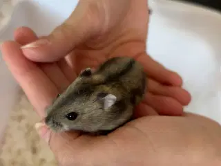 Hamsterunger - dværghamster