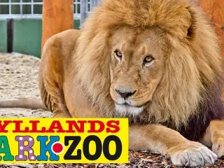 Jyllands Park Zoo Familiebillet 2024 Sælges..