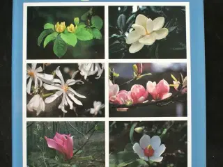 magnolias, by dorothy j. callaway