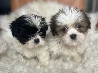 Lhasa Apso hvalpe