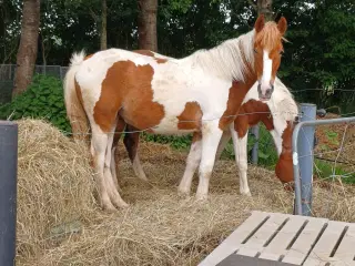 Hoppe 1 år 