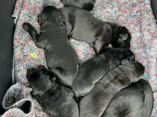 Labrador hvalpe 