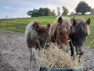 Græsmarker til afgræsning søges