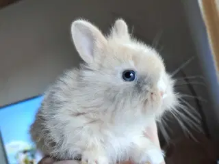 Stald- KaninHaven's indendørs Fri-Kaniner 🐰