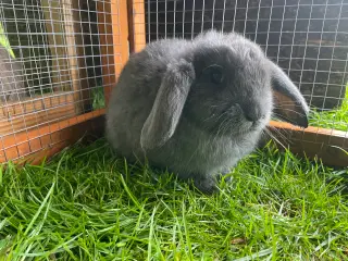 Lionlop kanin