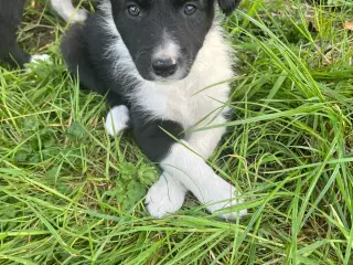Border Collie hvalpe