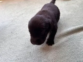 Labrador hvalp